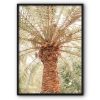 Palm Tree Canvas Print