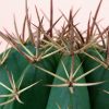 Summer Cactus Canvas Print - Image 5